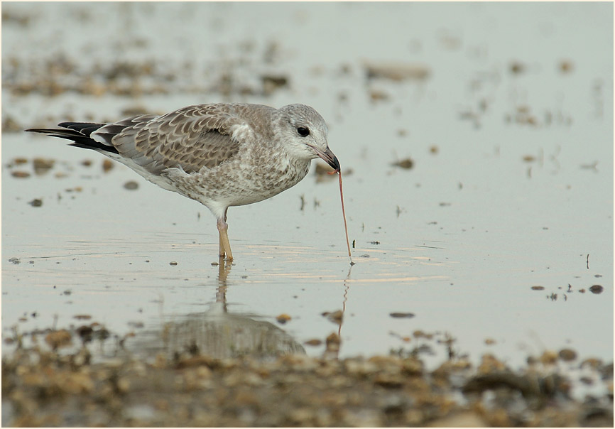 Junge Sturmmöwe (Larus canus)