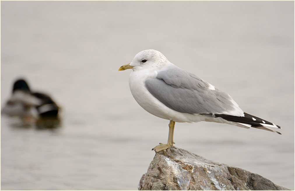 Sturmmöwe (Larus canus)