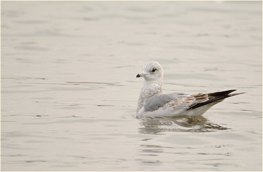 Sturmmöwe (Larus canus)