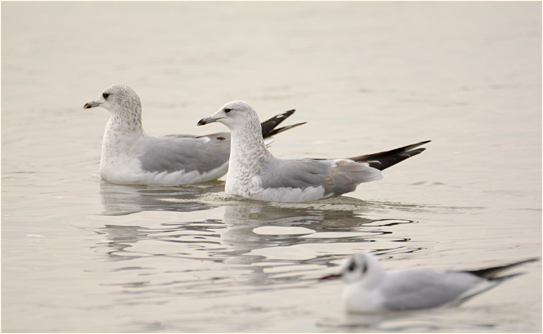 Sturmmöwe (Larus canus)