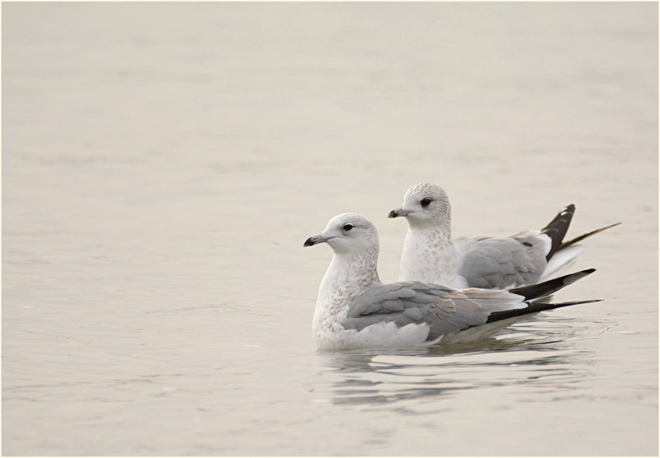 Sturmmöwe (Larus canus)