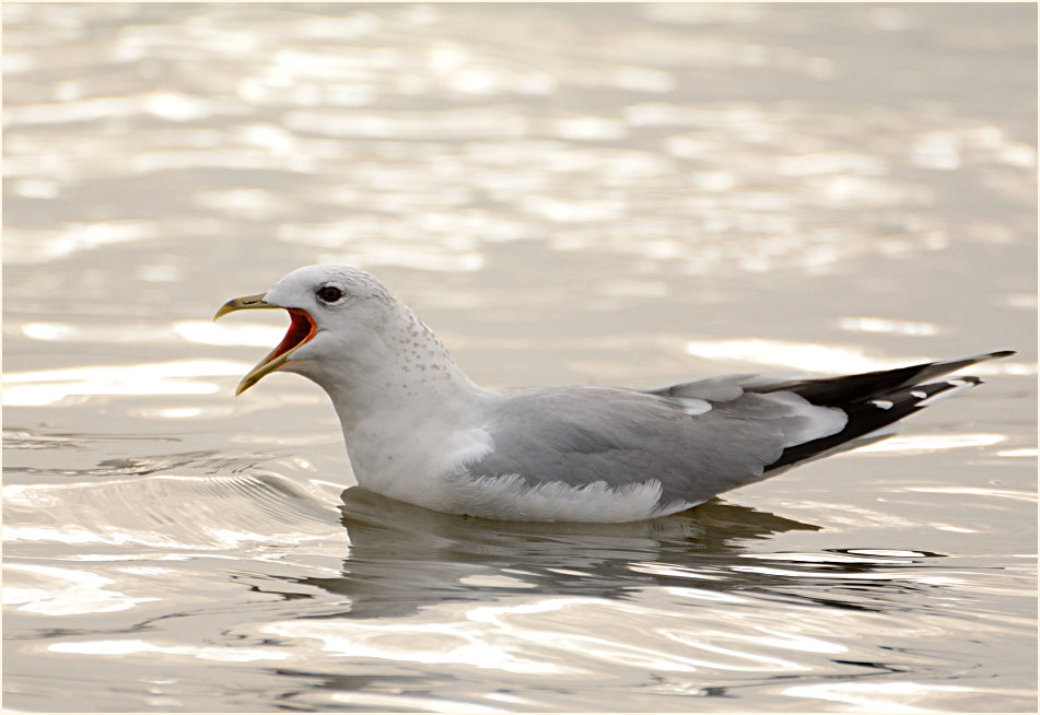 Sturmmöwe (Larus canus)