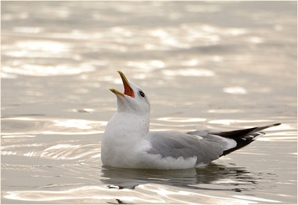 Sturmmöwe (Larus canus)