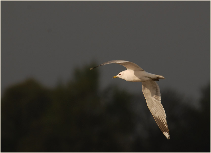 Sturmmöwe (Larus canus)