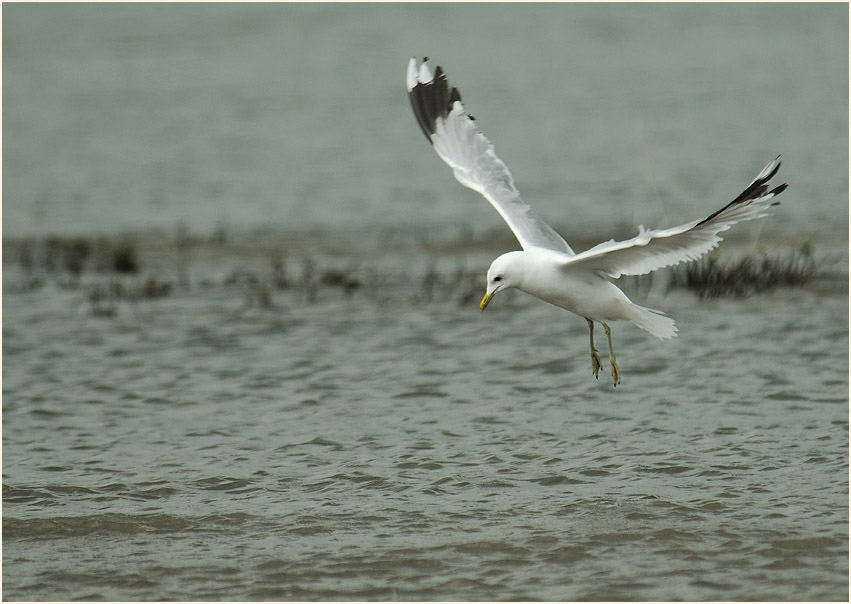 Sturmmöwe (Larus canus)