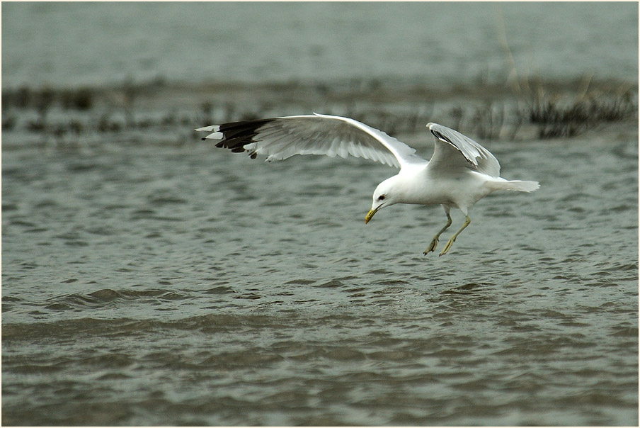 Sturmmöwe (Larus canus)