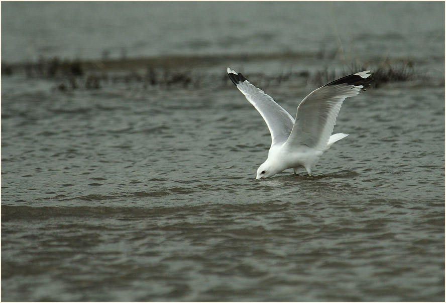 Sturmmöwe (Larus canus)