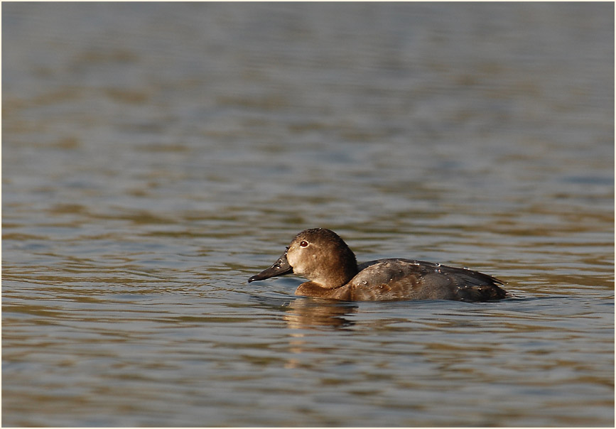 Tafelente (Aythya ferina)