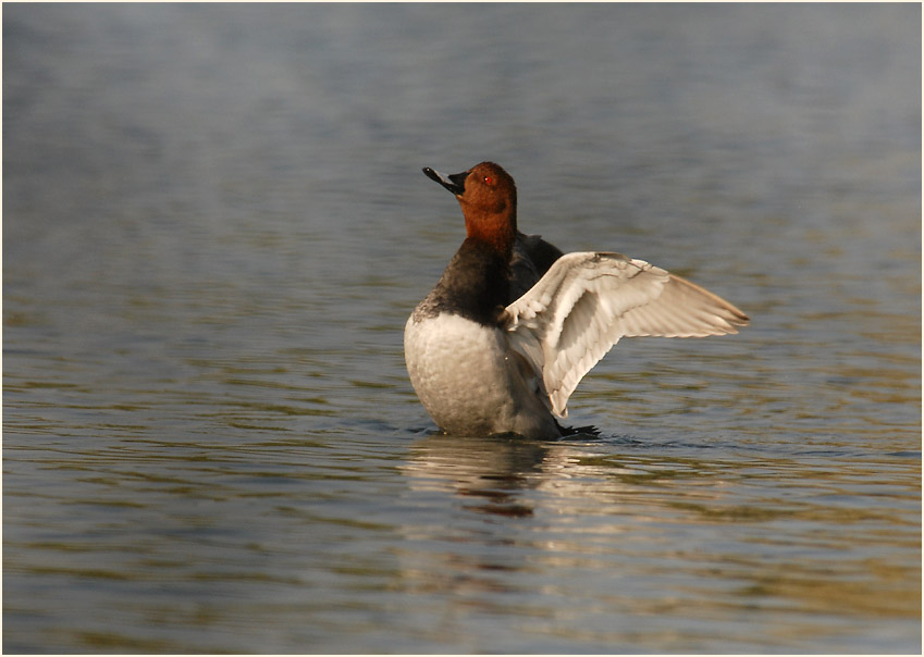 Tafelente (Aythya ferina)