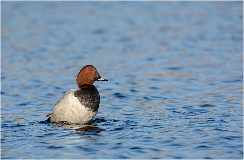 Tafelente (Aythya ferina)