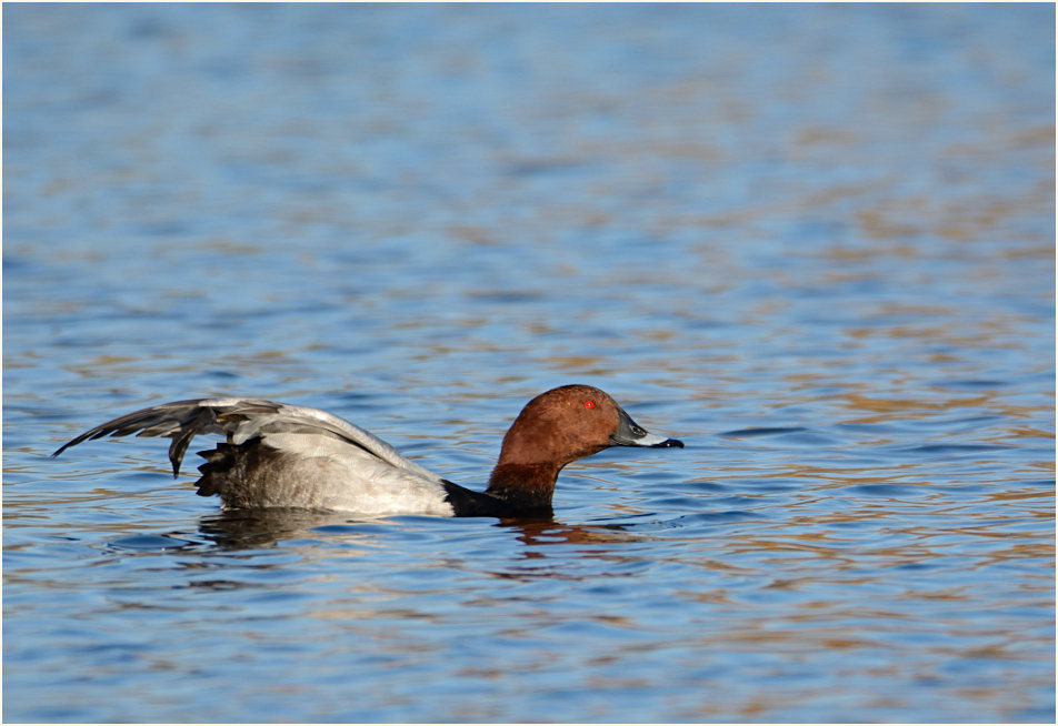 Tafelente (Aythya ferina)