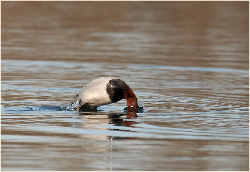 Tafelente (Aythya ferina)