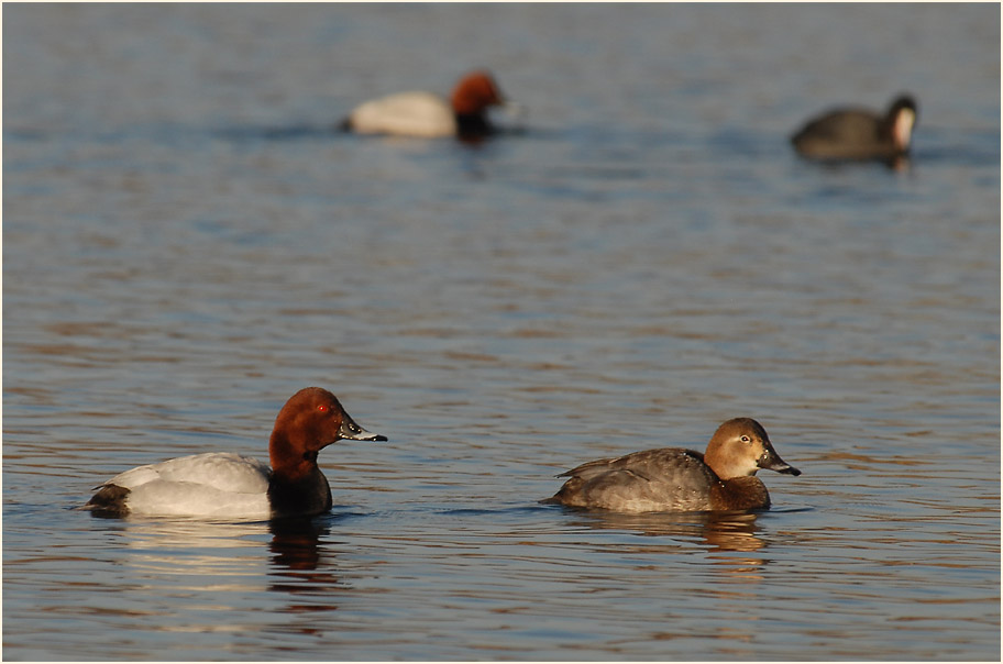 Tafelente (Aythya ferina)