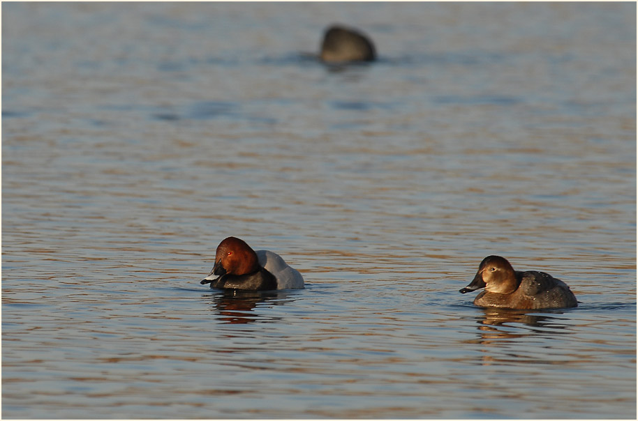 Tafelente (Aythya ferina)
