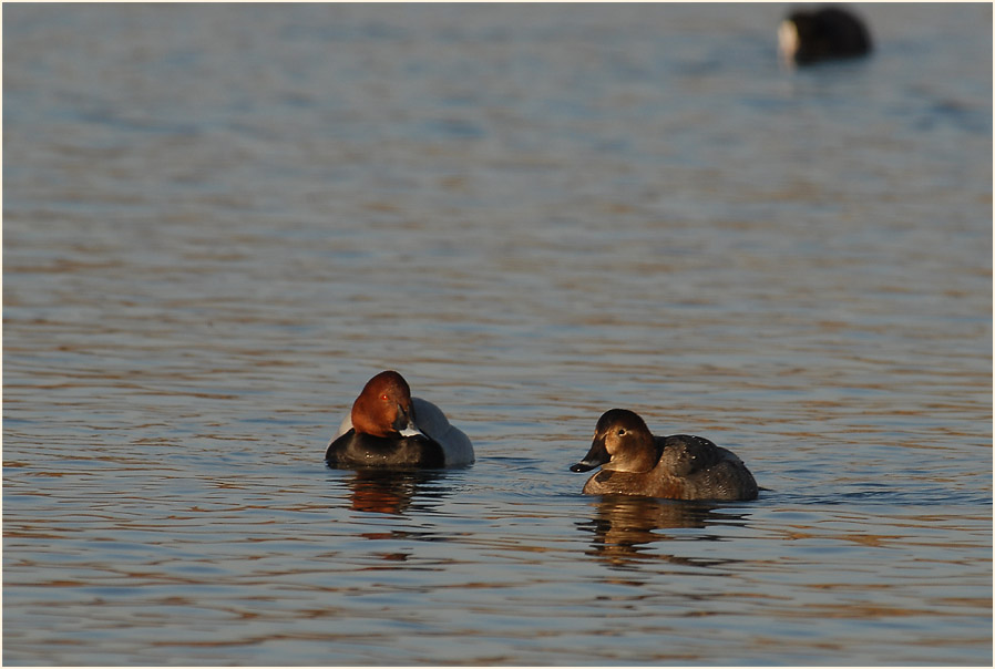 Tafelente (Aythya ferina)