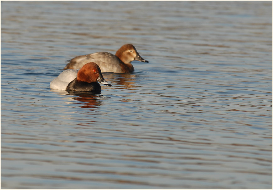 Tafelente (Aythya ferina)