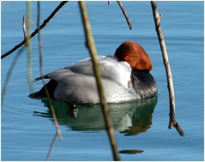 Tafelentenmännchen (Aythya ferina)