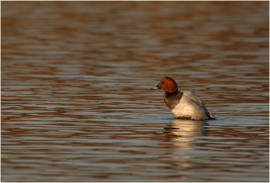 Tafelente (Aythya ferina)