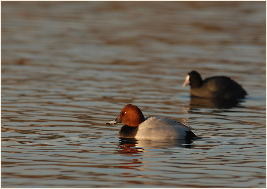 Tafelente (Aythya ferina)