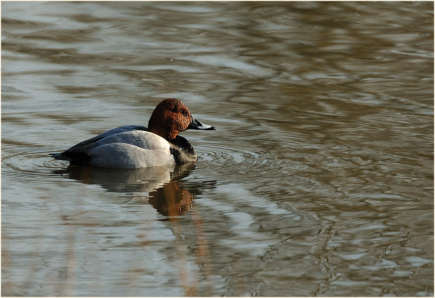 Tafelente (Aythya ferina)