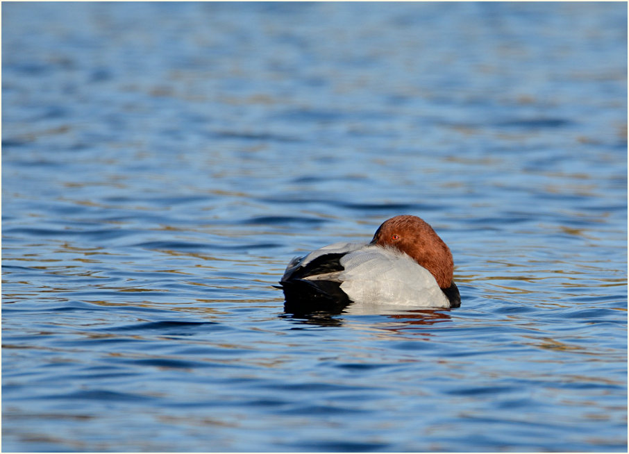 Tafelente (Aythya ferina)