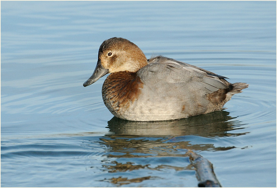 Tafelente (Aythya ferina)