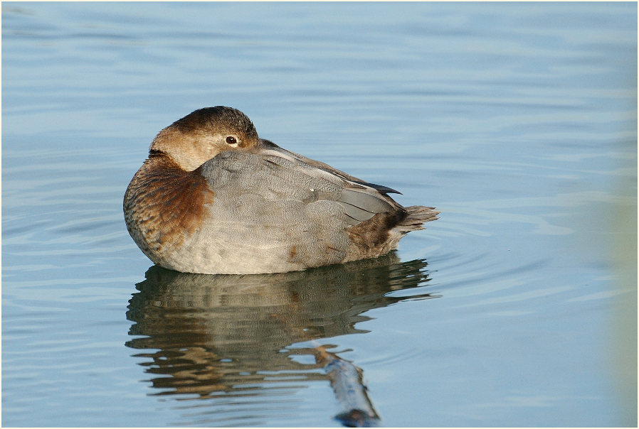 Tafelente (Aythya ferina)