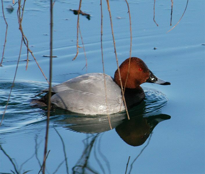 Tafelentenmännchen (Aythya ferina)