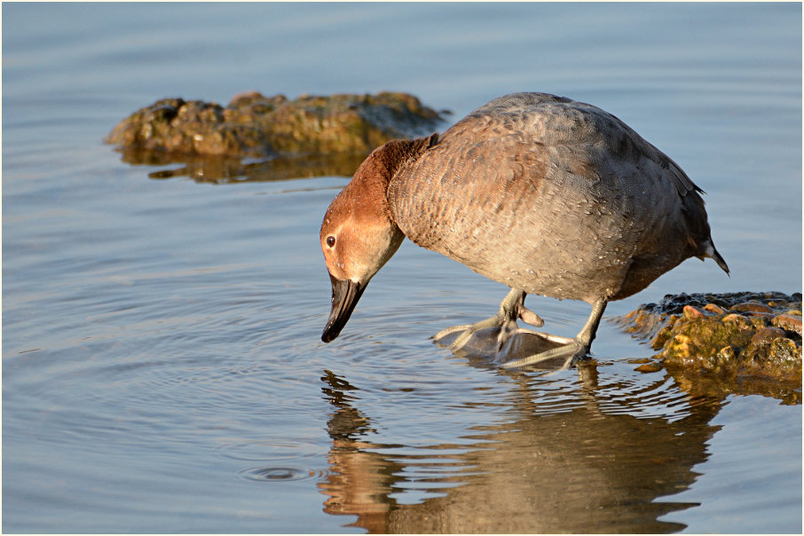 Tafelente (Aythya ferina)