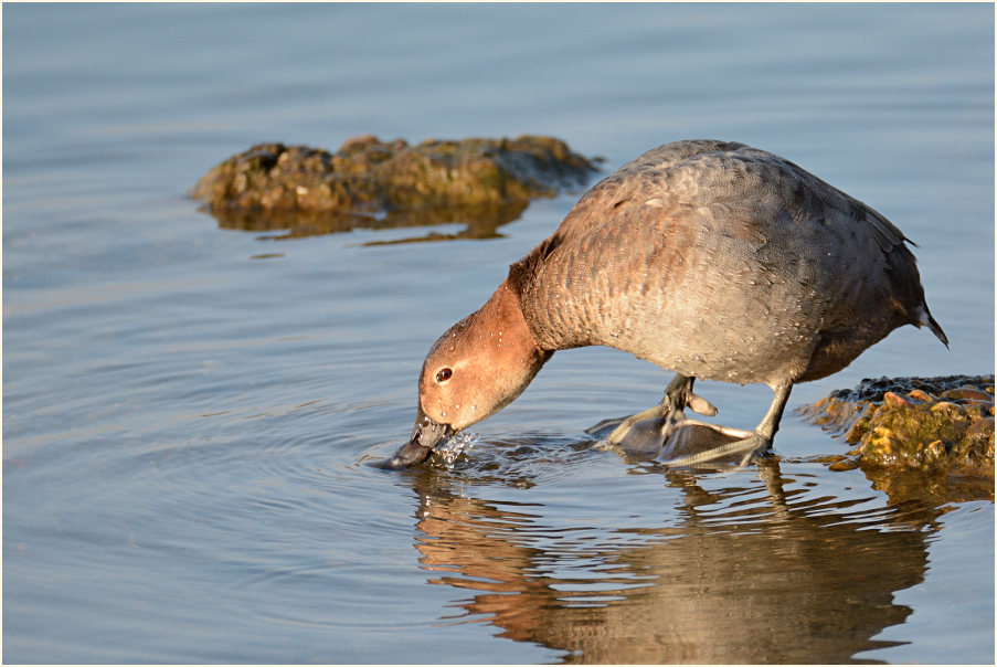 Tafelente (Aythya ferina)