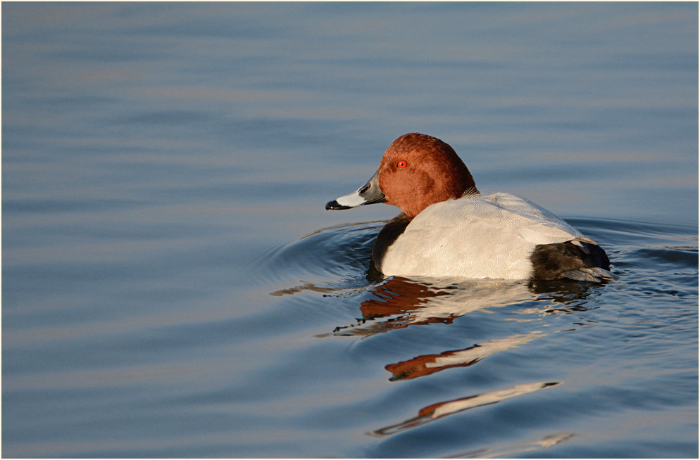 Tafelente (Aythya ferina)