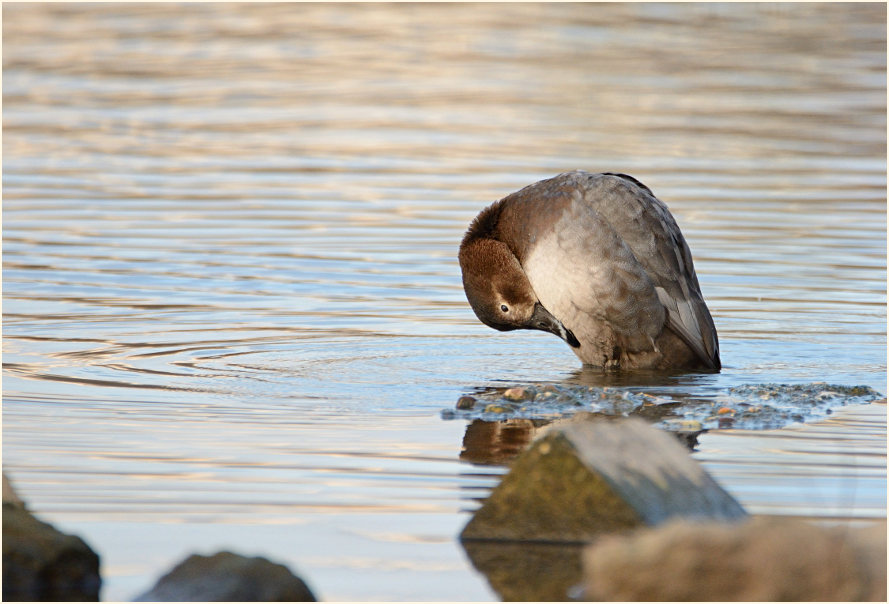 Tafelente (Aythya ferina)