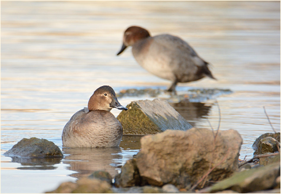 Tafelente (Aythya ferina)