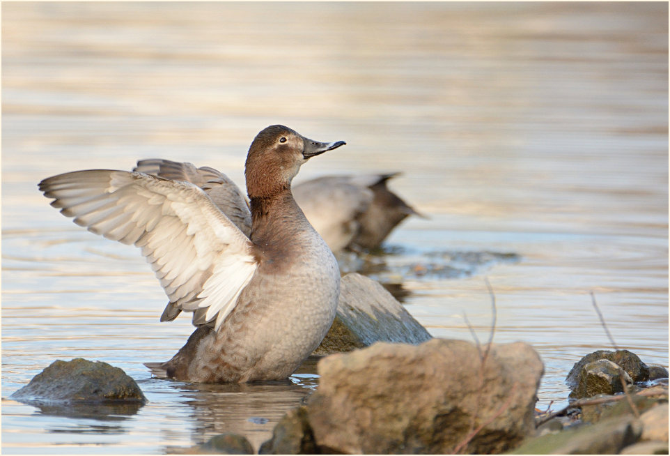 Tafelente (Aythya ferina)
