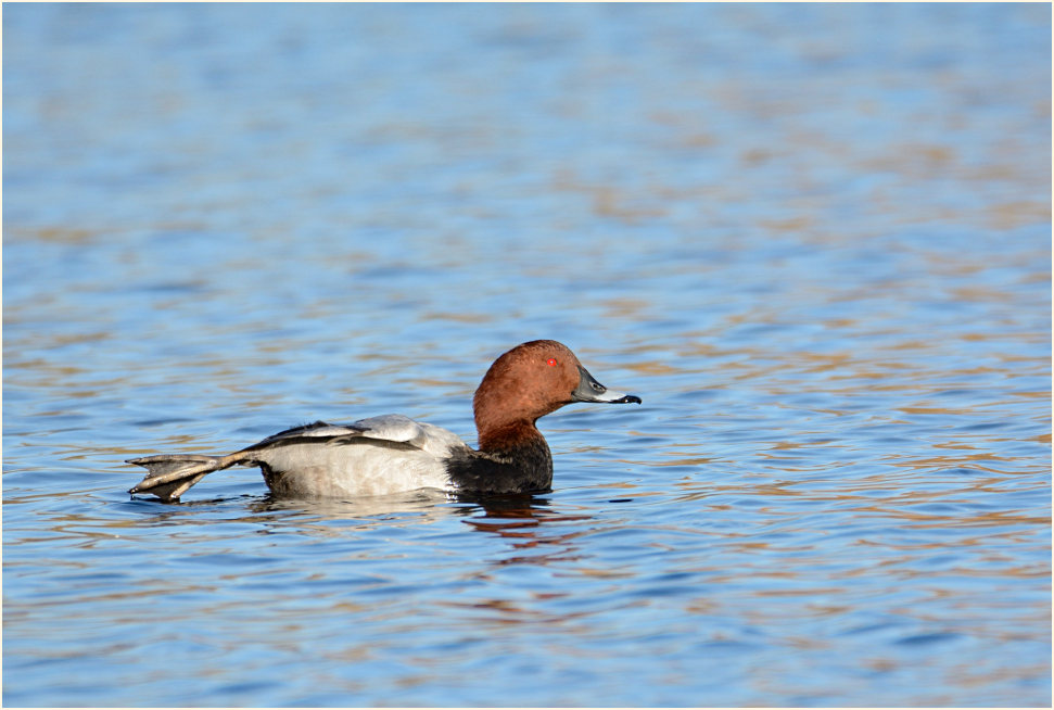 Tafelente (Aythya ferina)