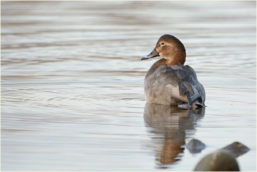 Tafelente (Aythya ferina)