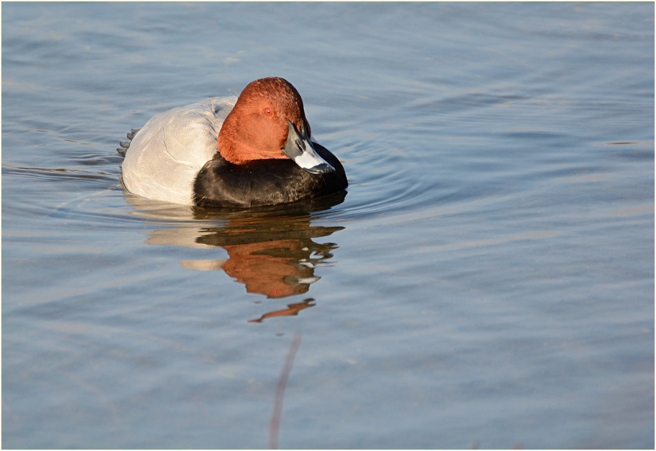 Tafelente (Aythya ferina)
