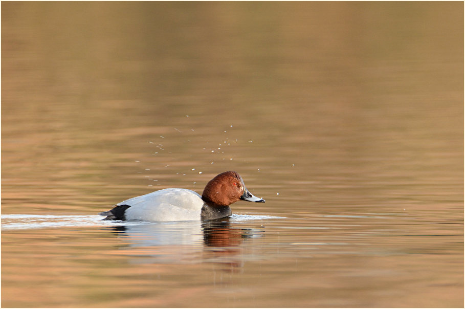 Tafelente (Aythya ferina)