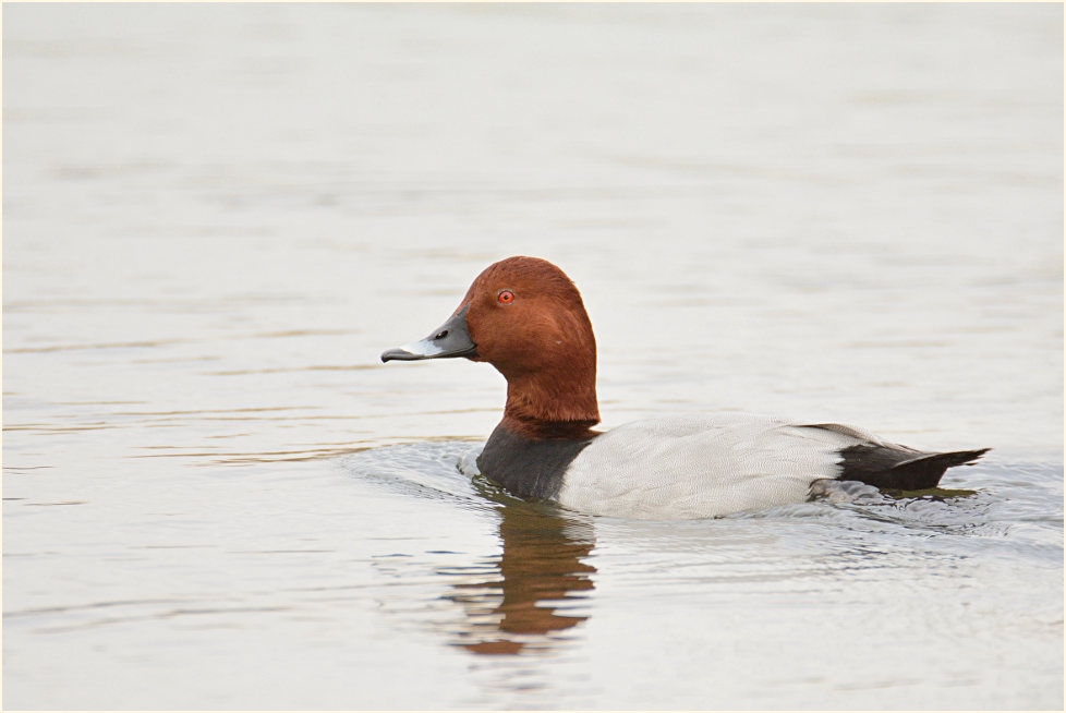 Tafelente (Aythya ferina)