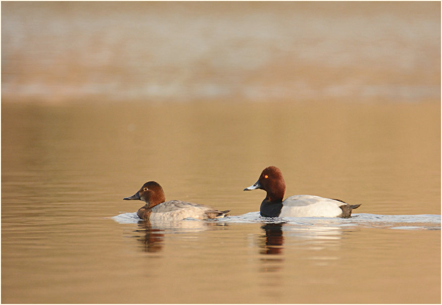Tafelente (Aythya ferina)