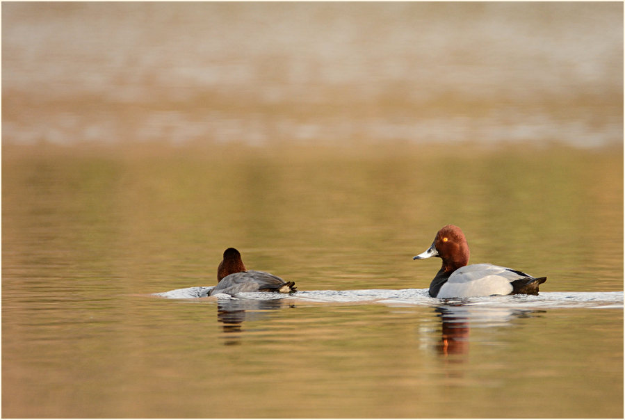 Tafelente (Aythya ferina)