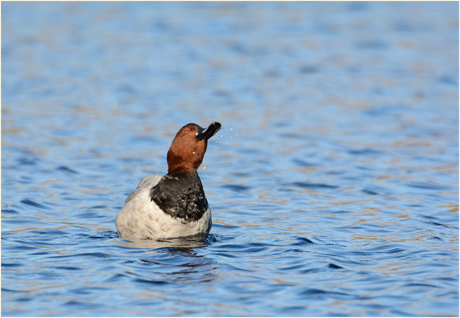 Tafelente (Aythya ferina)