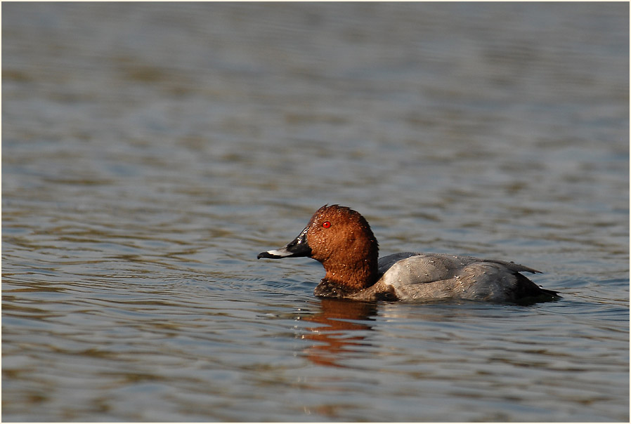 Tafelente (Aythya ferina)