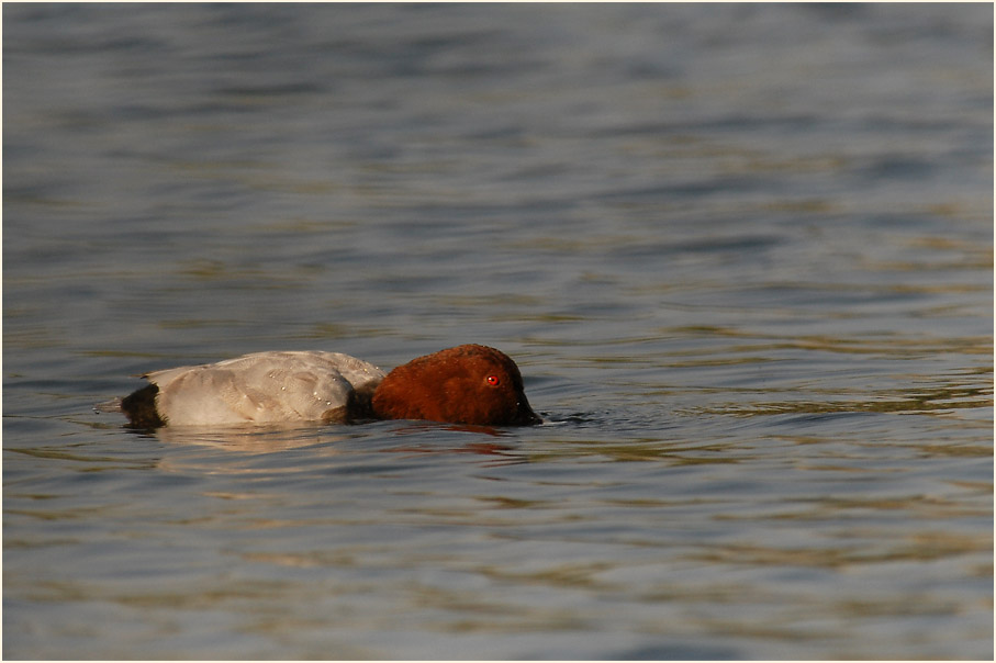 Tafelente (Aythya ferina)