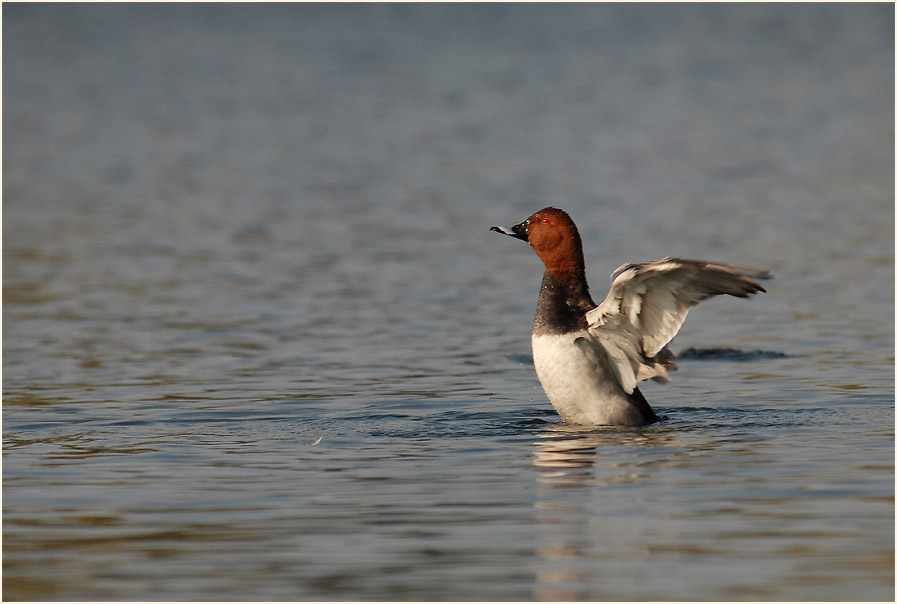 Tafelente (Aythya ferina)