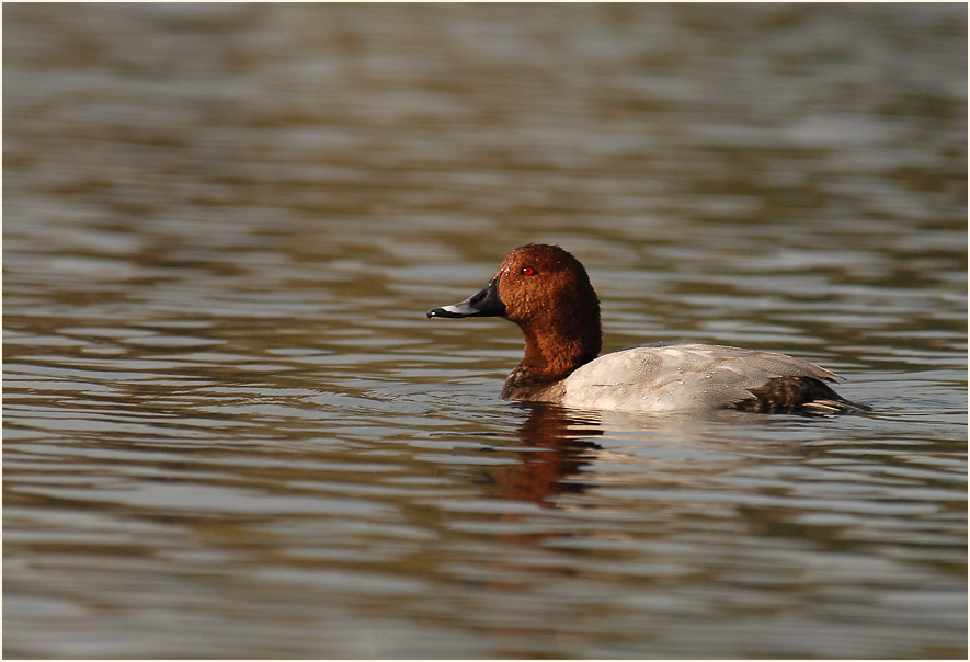Tafelente (Aythya ferina)