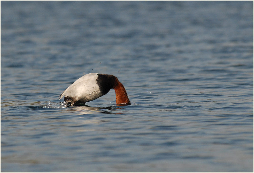 Tafelente (Aythya ferina)