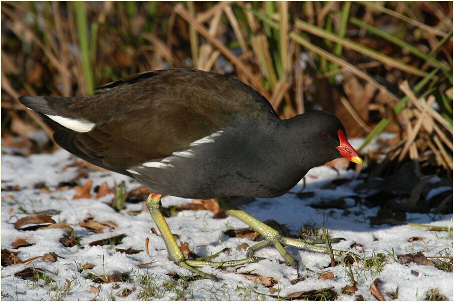 Teichhuhn (Gallinula chloropus)