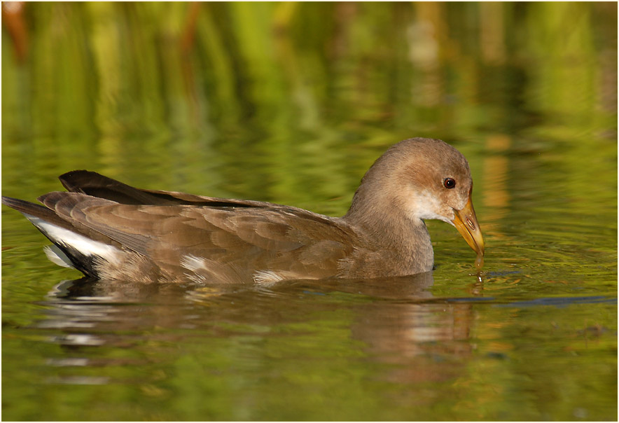 Teichhuhn (Gallinula chloropus)