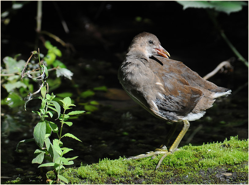 Teichhuhn (Gallinula chloropus)